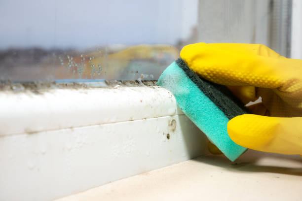 Best Toxic Mold Removal  in Sleepy Hollow, NY